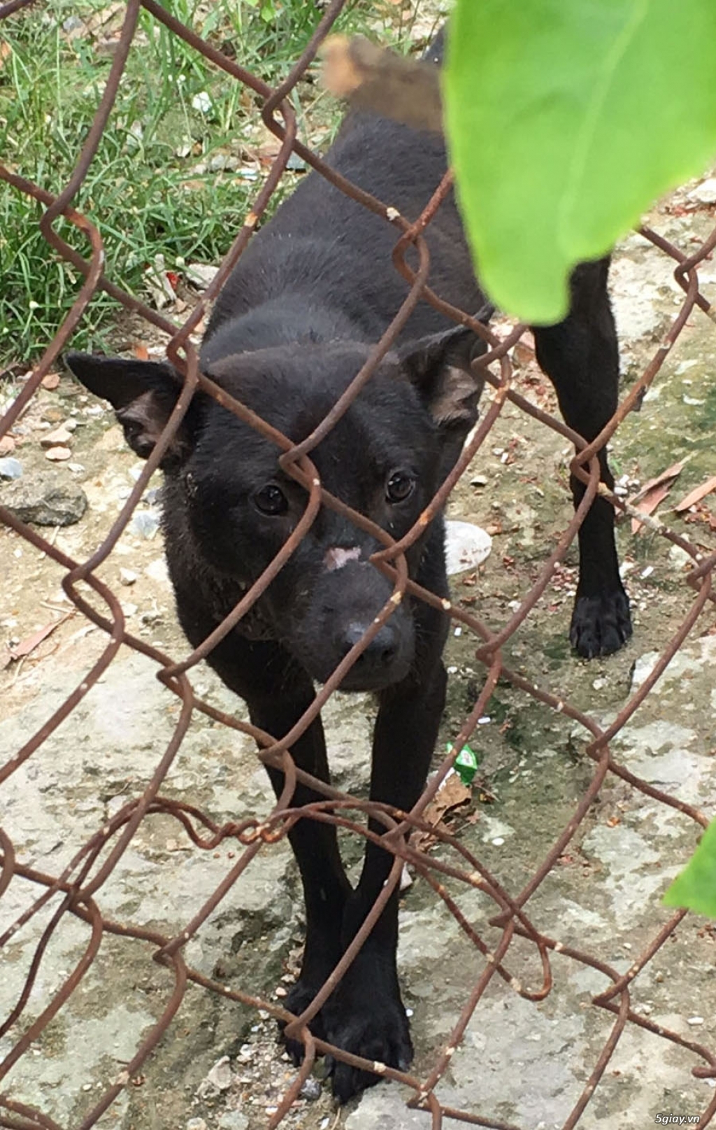 Ai bị bắt chó-nuôi chó-có tình cảm với chó vào xem nhé!