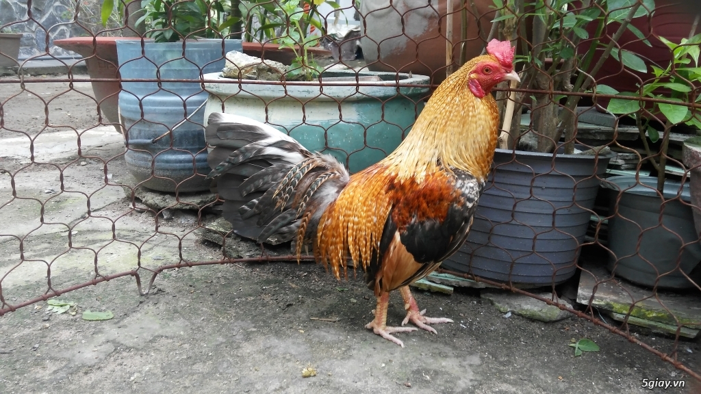 Cặp gà tre lai - 3