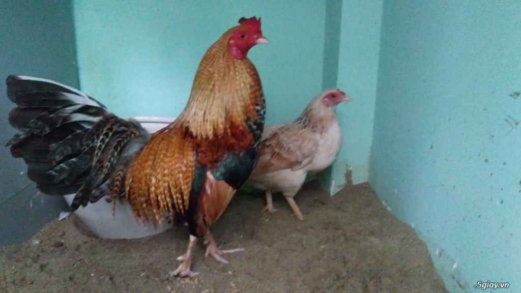 Cặp gà tre lai - 1