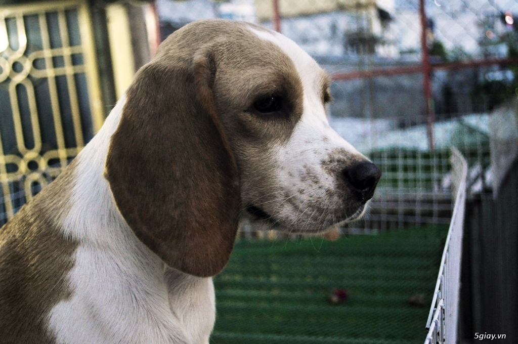 Cặp Beagle Thuần chủng 12 tháng Sắp lên giống