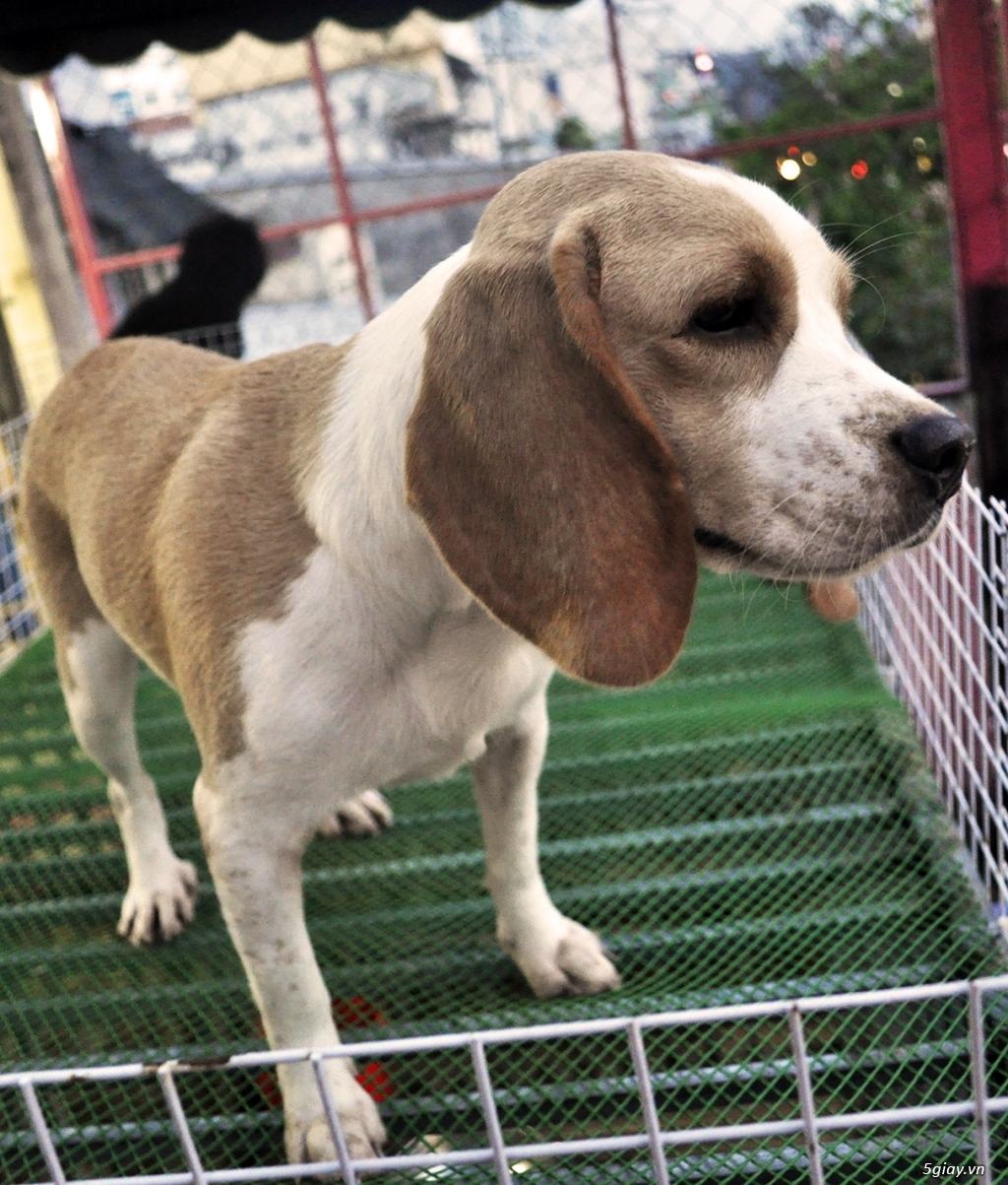 Cặp Beagle Thuần chủng 12 tháng Sắp lên giống - 3