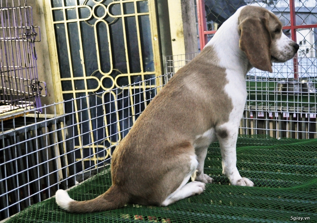 Cặp Beagle Thuần chủng 12 tháng Sắp lên giống - 4
