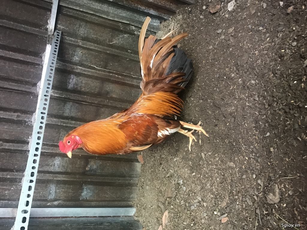 Nọc khét Sil 3/4 mỹ 1/4 1kg2 cho ae cần