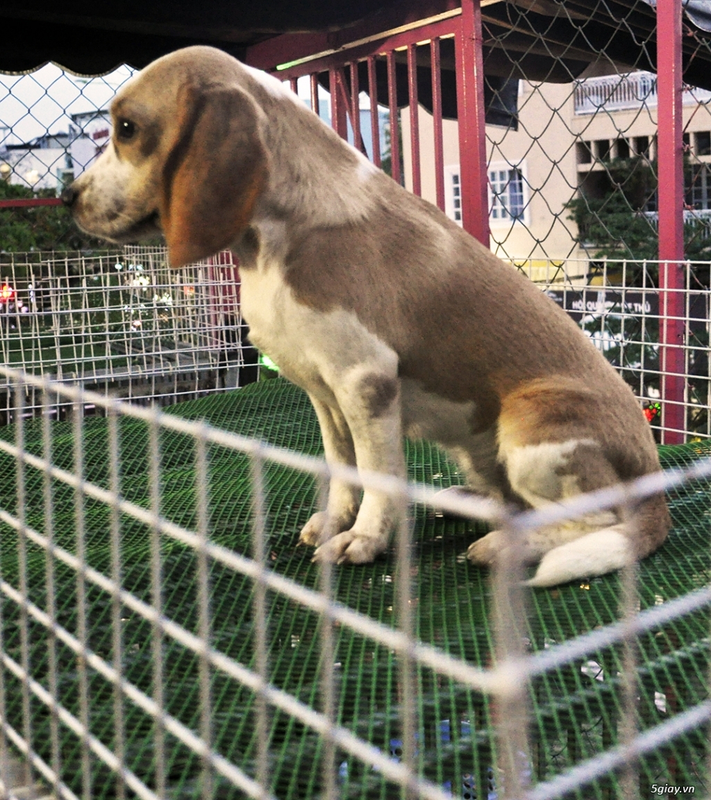 Cặp Beagle Thuần chủng 12 tháng Sắp lên giống - 1