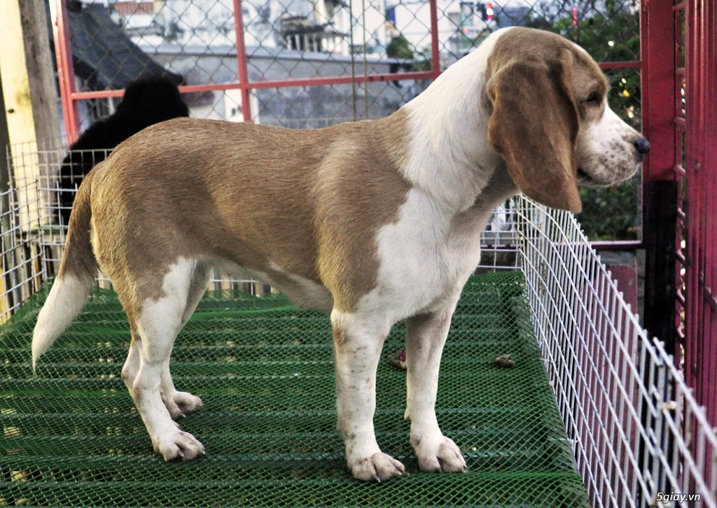 Cặp Beagle Thuần chủng 12 tháng Sắp lên giống - 2