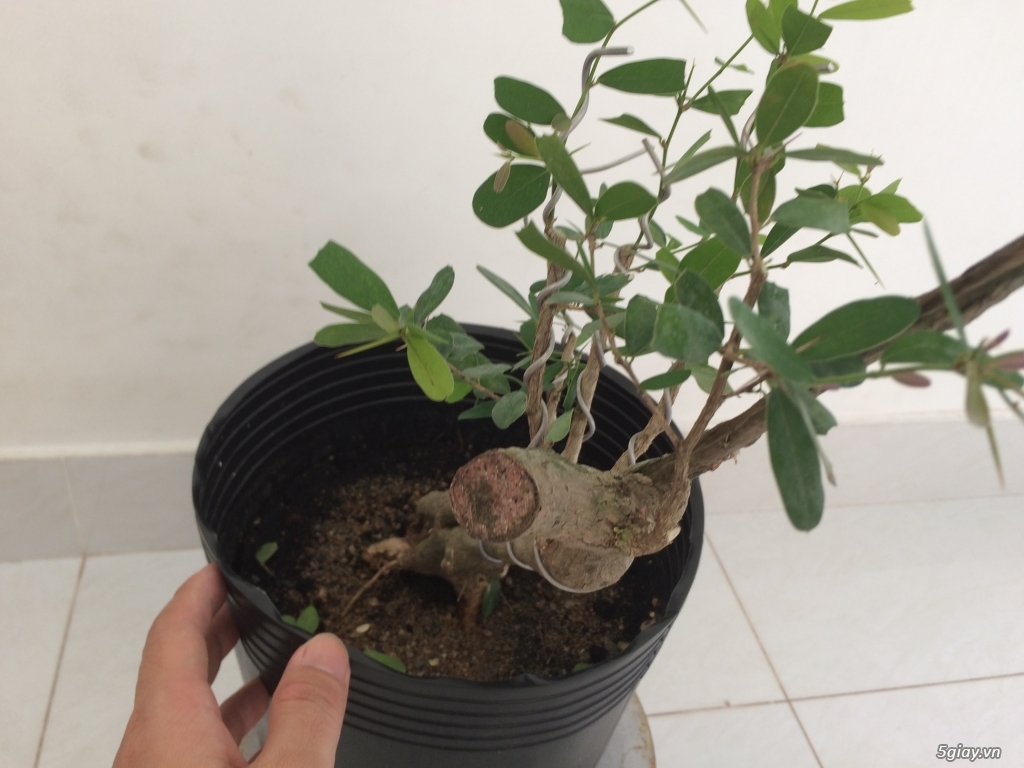 Linh sam Ninh Thuận , rừng trên thân - 3