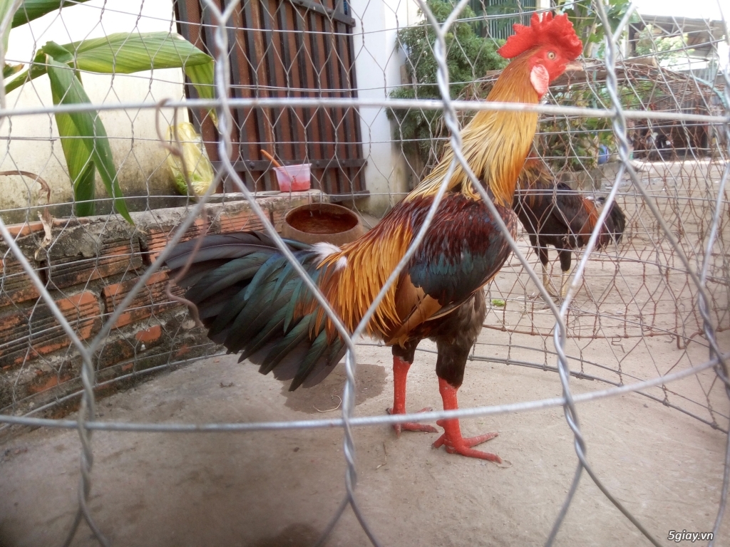 Gà  nồi lai bổn cựa - 1