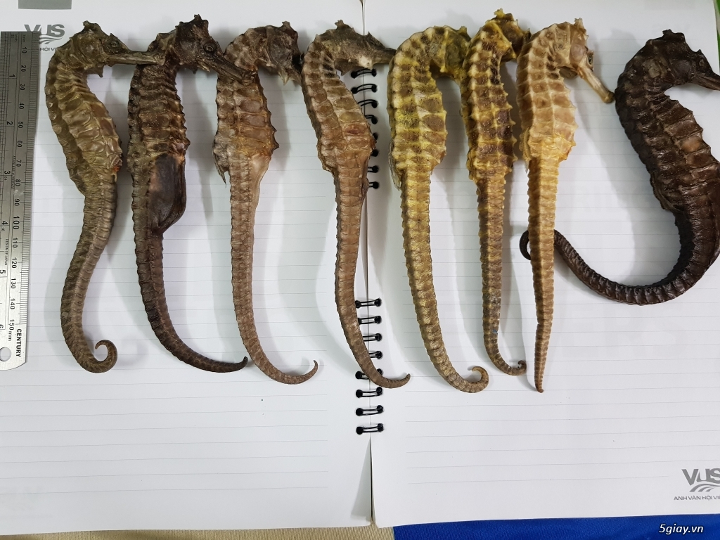 Hải mã ngâm rượu - 3