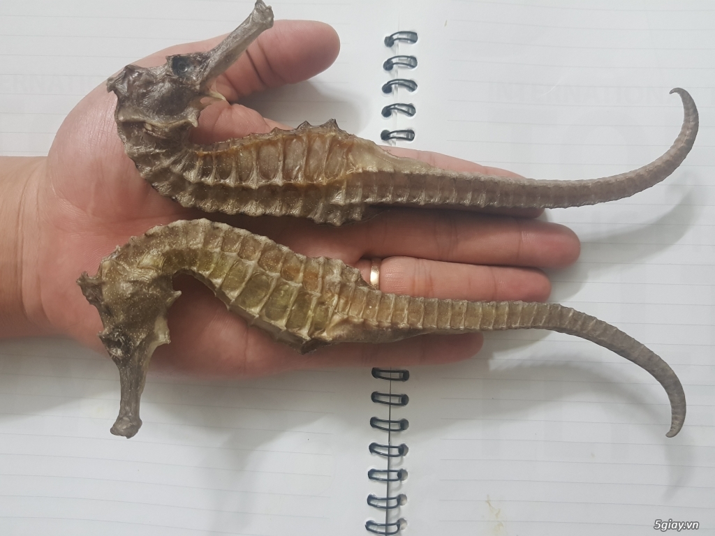 Hải mã ngâm rượu - 5
