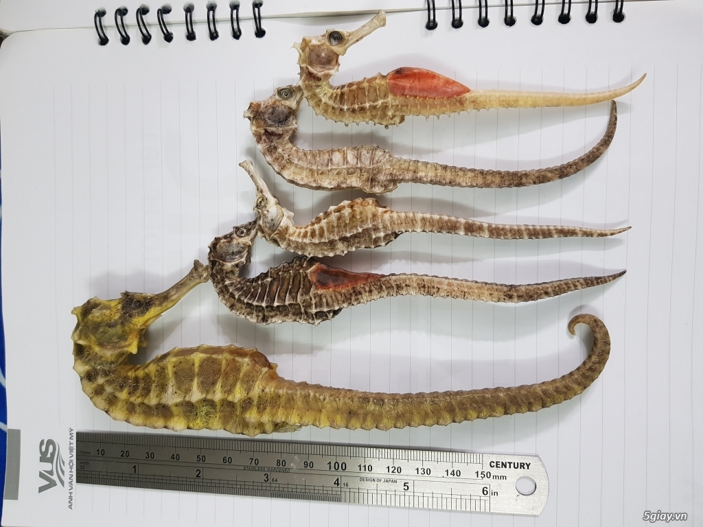 Hải mã ngâm rượu - 1