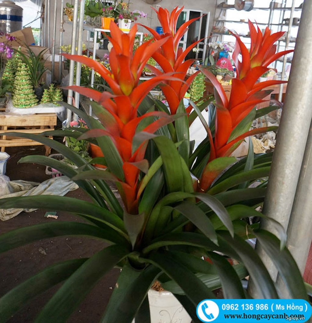 Cây hoa tết 2018 bán buôn, bán lẻ toàn quốc - 13