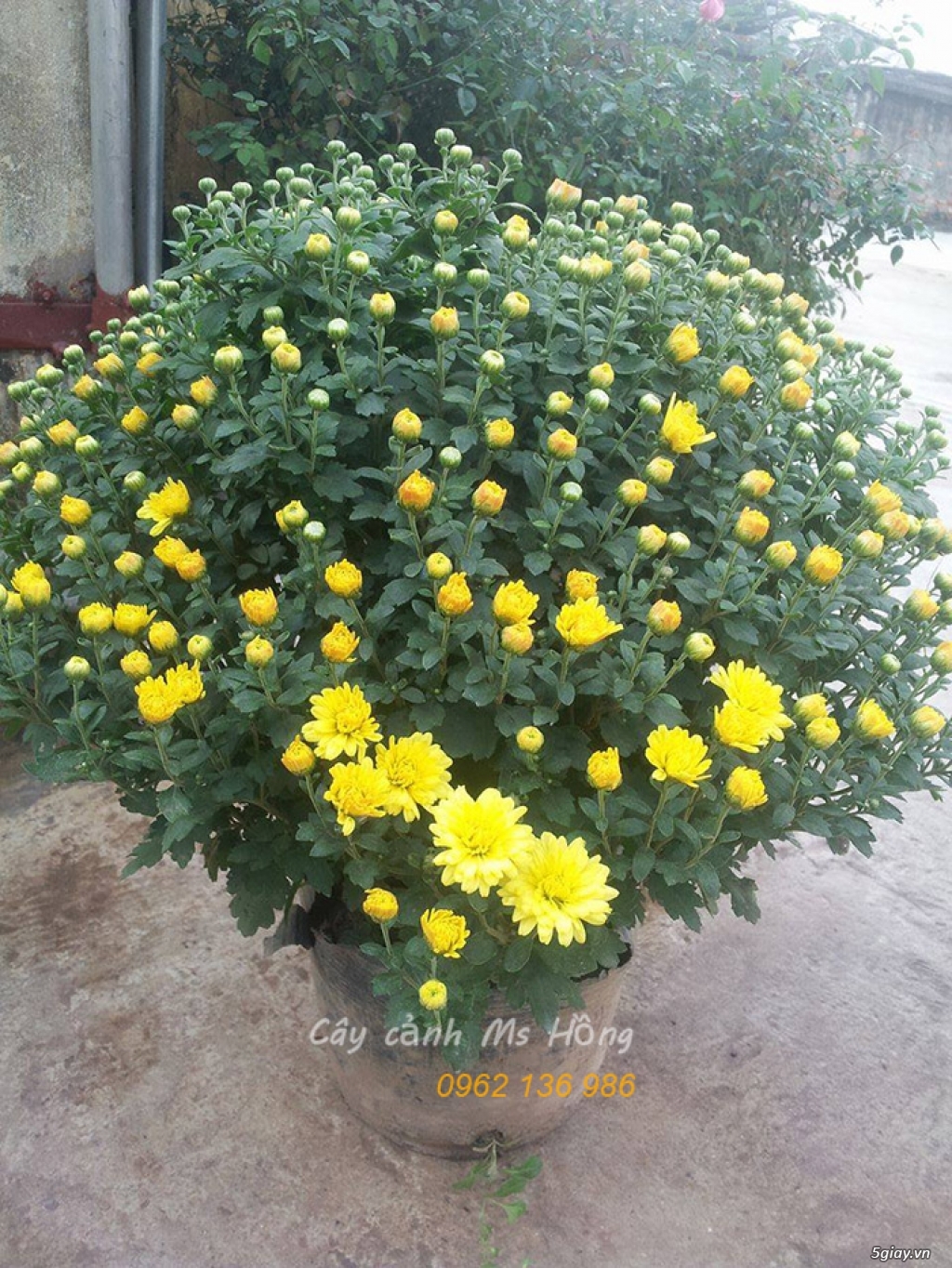 Cây hoa tết 2018 bán buôn, bán lẻ toàn quốc