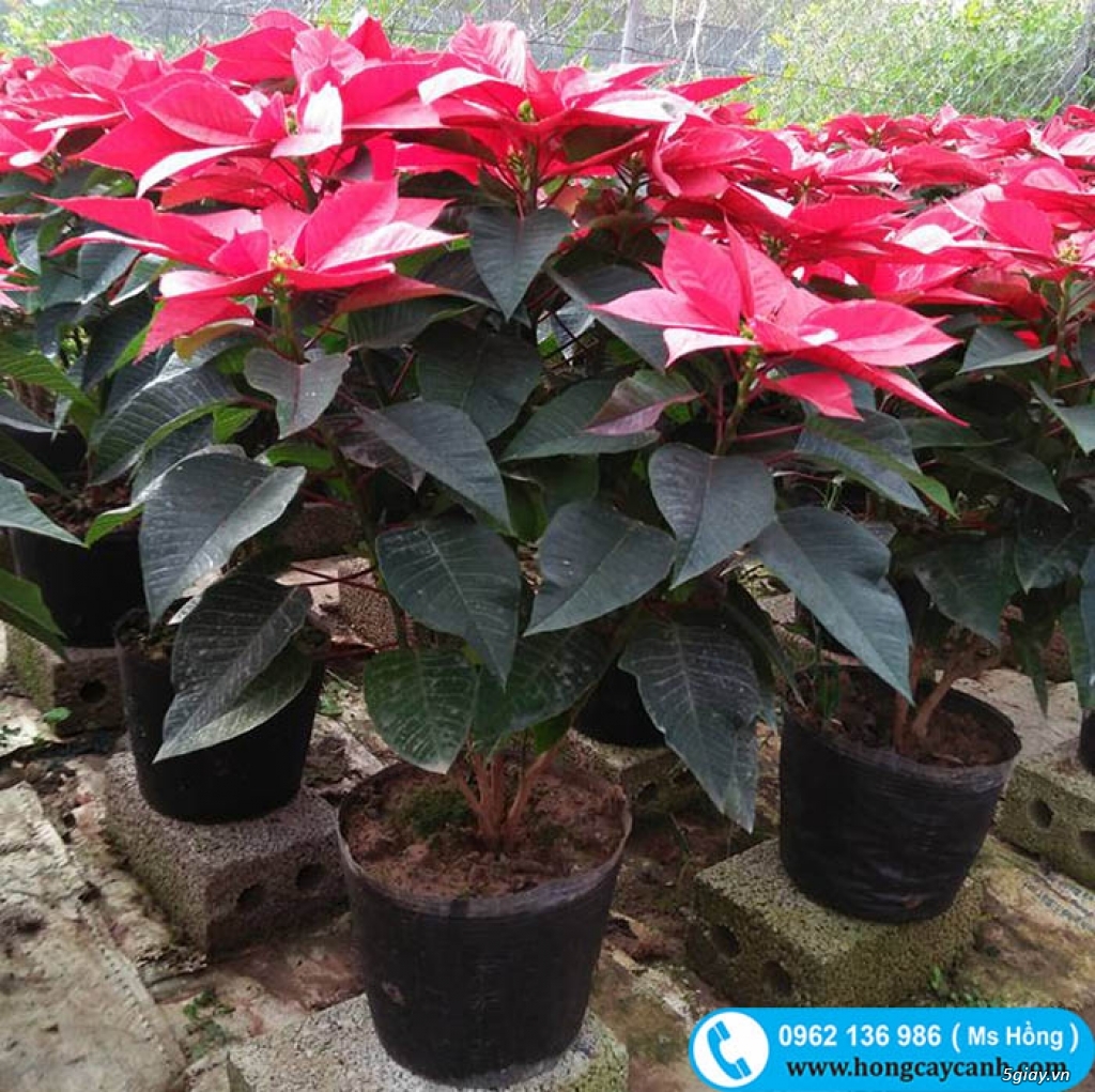 Cây hoa tết 2018 bán buôn, bán lẻ toàn quốc - 9