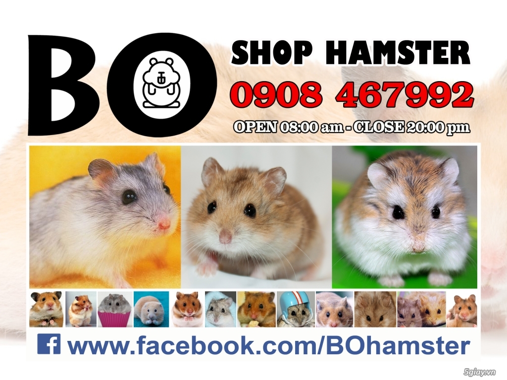 SHOP HAMSTER BIÊN HÒA 2017 - 1