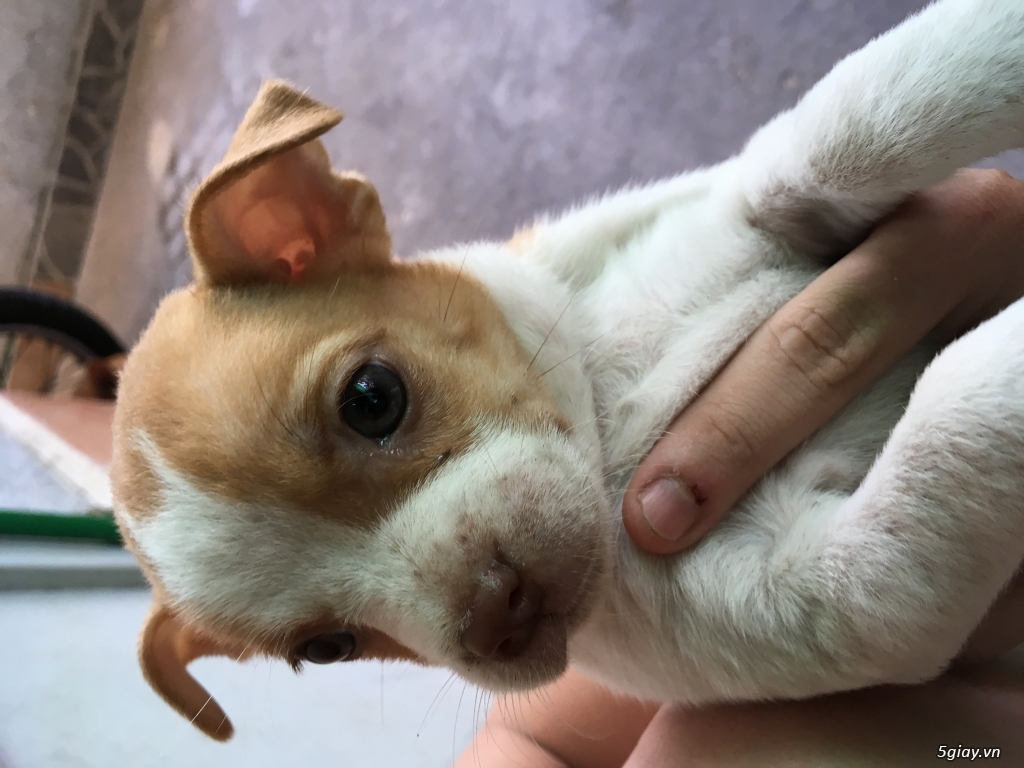 cần bán đàn chó  con và chó mẹ - 3