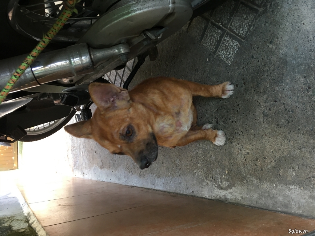 cần bán đàn chó  con và chó mẹ - 7