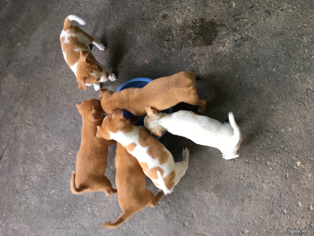 cần bán đàn chó  con và chó mẹ - 8