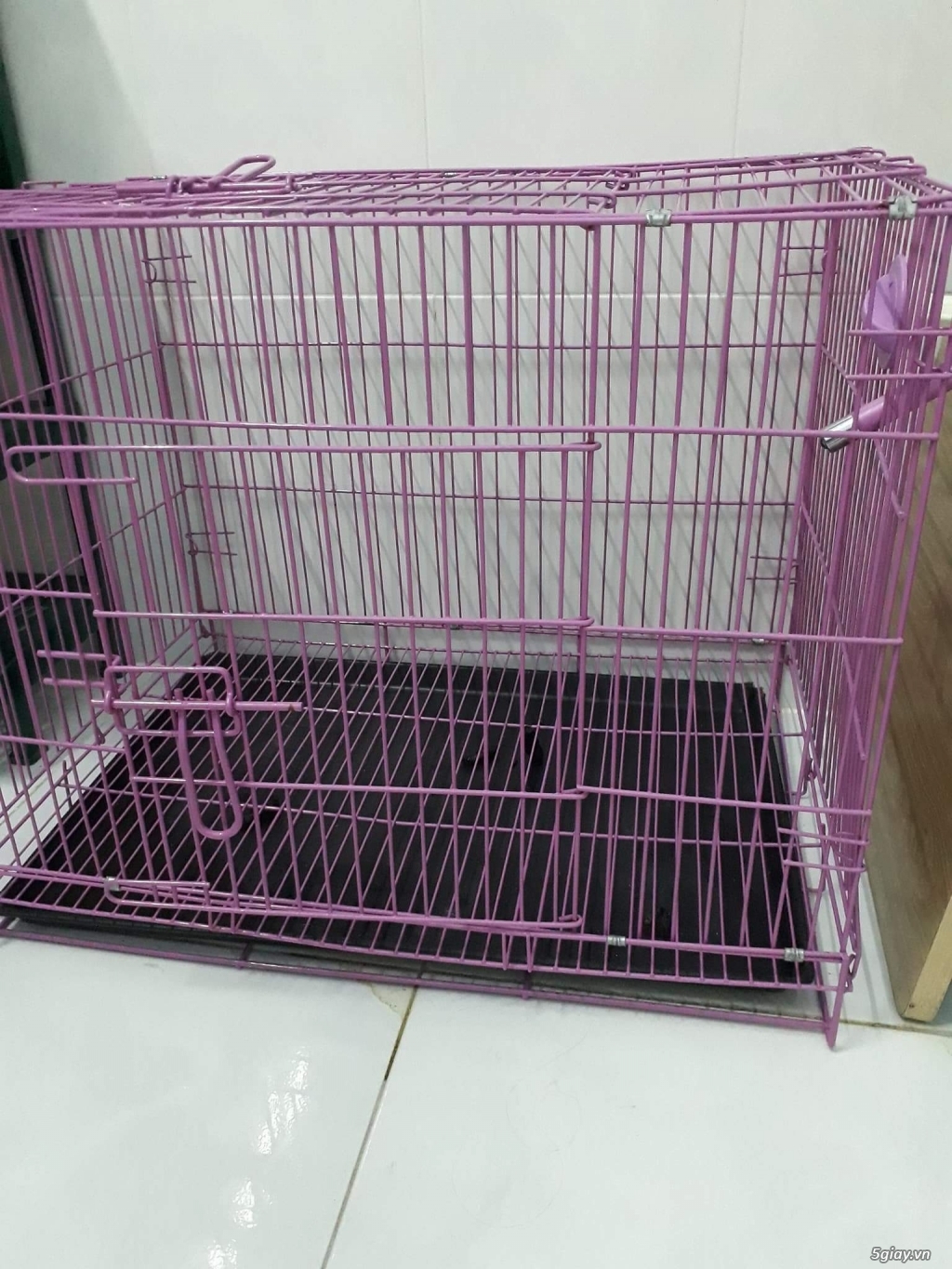 Cần bán 1 bé cún giống pooder đen tuyền,lông xoăn - 5