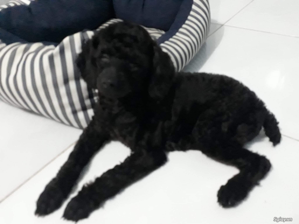 Cần bán 1 bé cún giống pooder đen tuyền,lông xoăn - 3