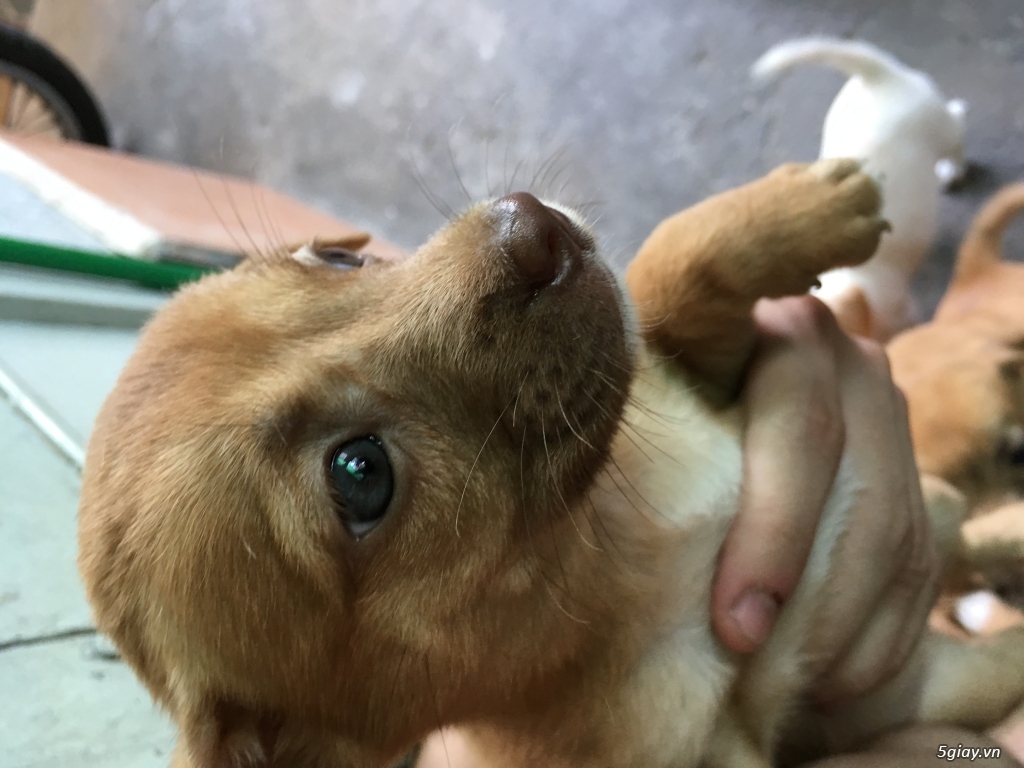 cần bán đàn chó  con và chó mẹ - 4