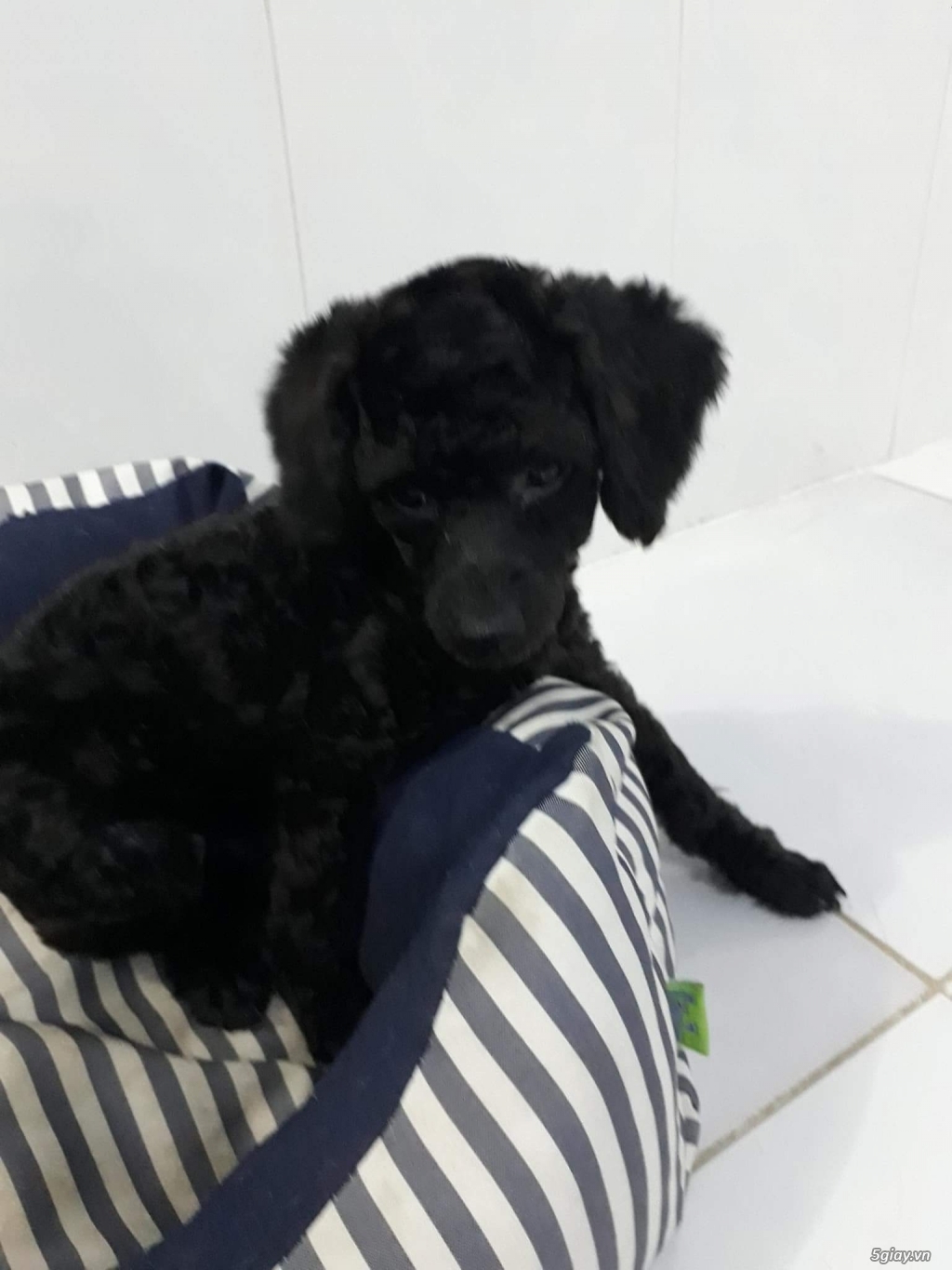 Cần bán 1 bé cún giống pooder đen tuyền,lông xoăn - 1