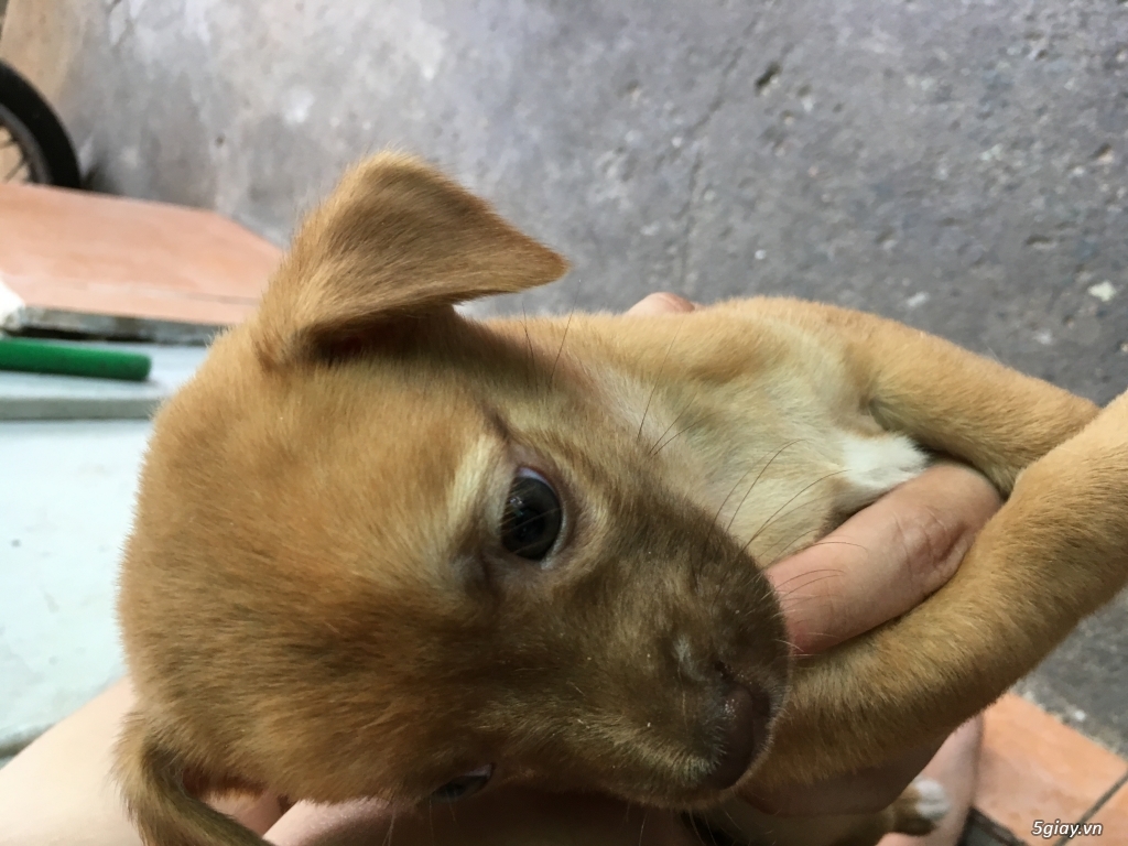 cần bán đàn chó  con và chó mẹ - 5