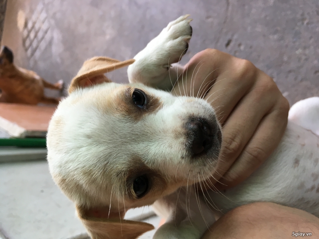 cần bán đàn chó  con và chó mẹ - 1