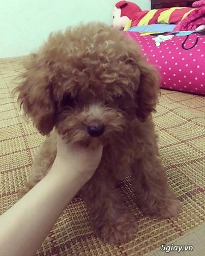 poodle nâu đỏ cần tìm chủ yêu thương. - 13