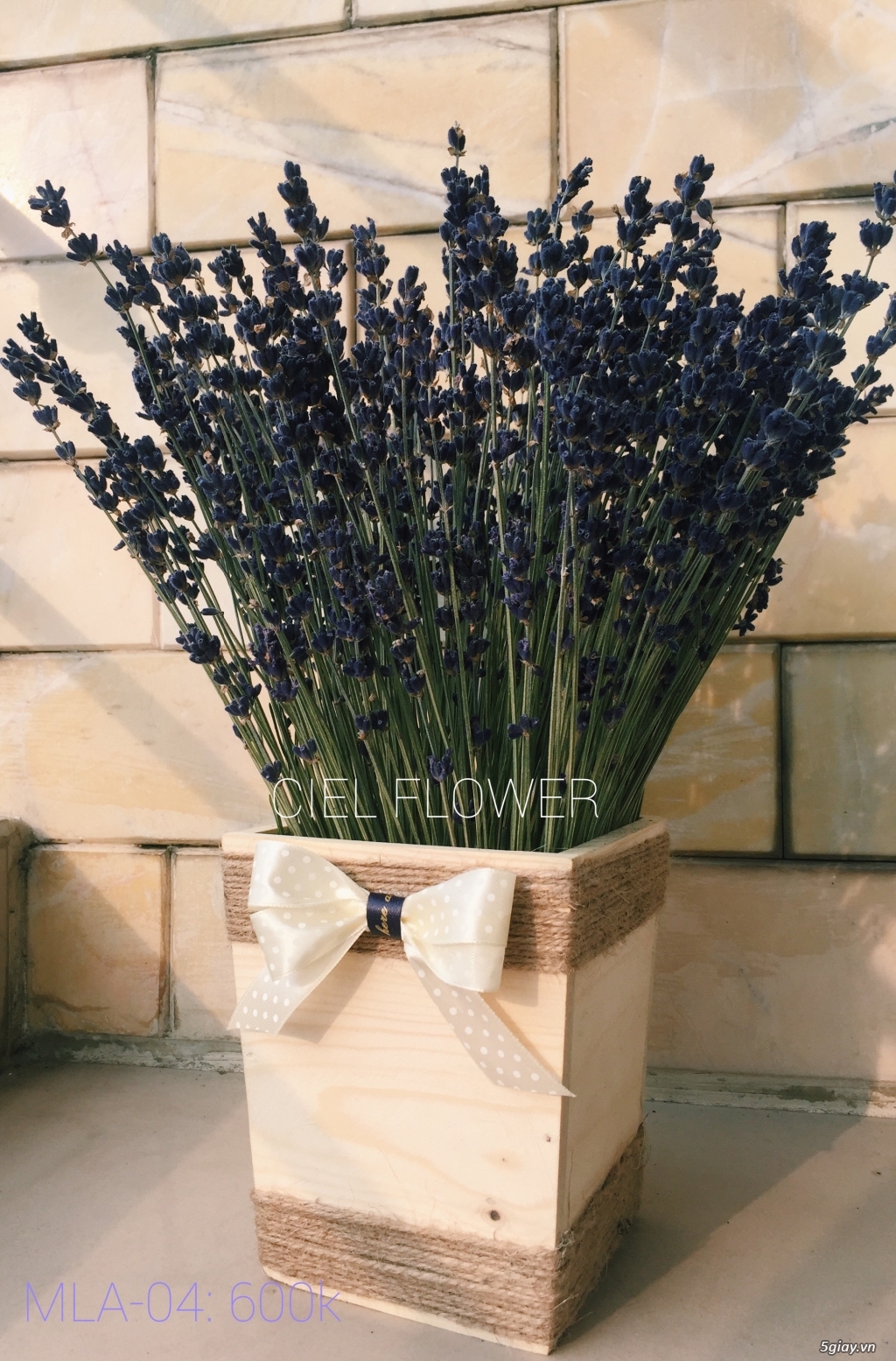 Hoa Lavender- Chậu hoa Lavender Pháp!! - 3