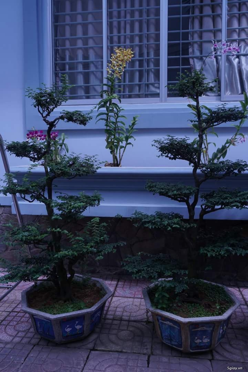 Cần bán, thanh lý tất cả cây kiểng đã thành phẩm !Tphcm - 20