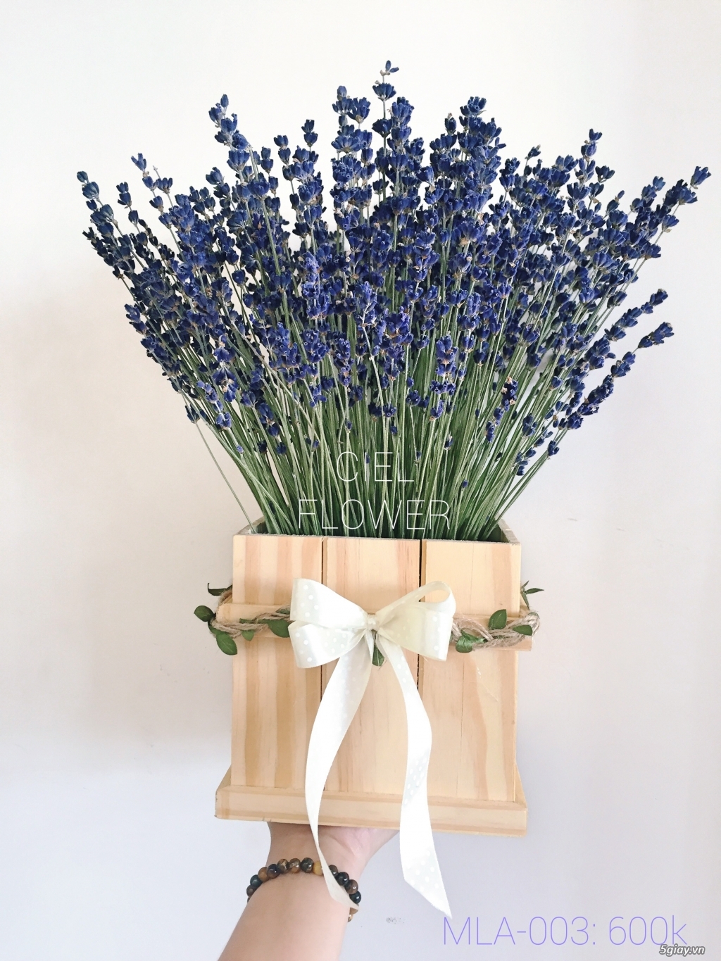 Hoa Lavender- Chậu hoa Lavender Pháp!! - 2