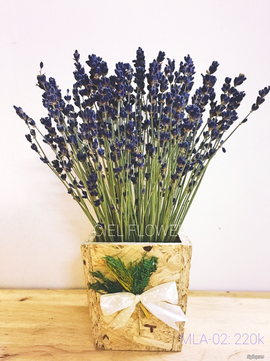 Hoa Lavender- Chậu hoa Lavender Pháp!! - 1