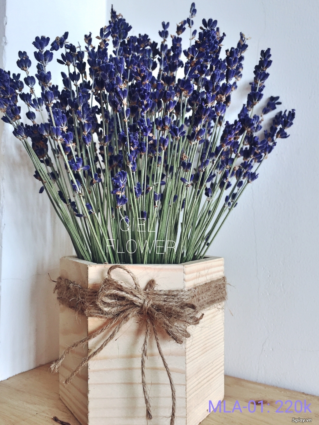 Hoa Lavender- Chậu hoa Lavender Pháp!!