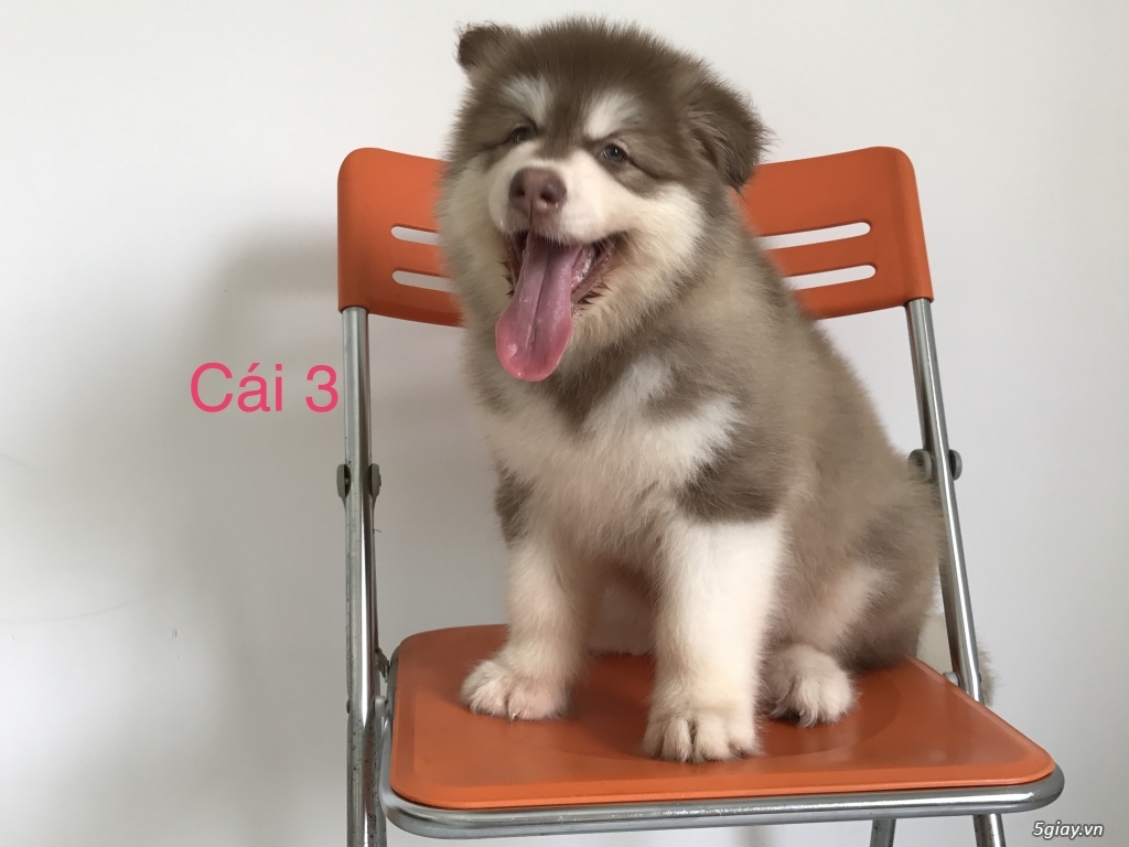 Alaska con. Chó nhà đẻ tìm chủ. - 1