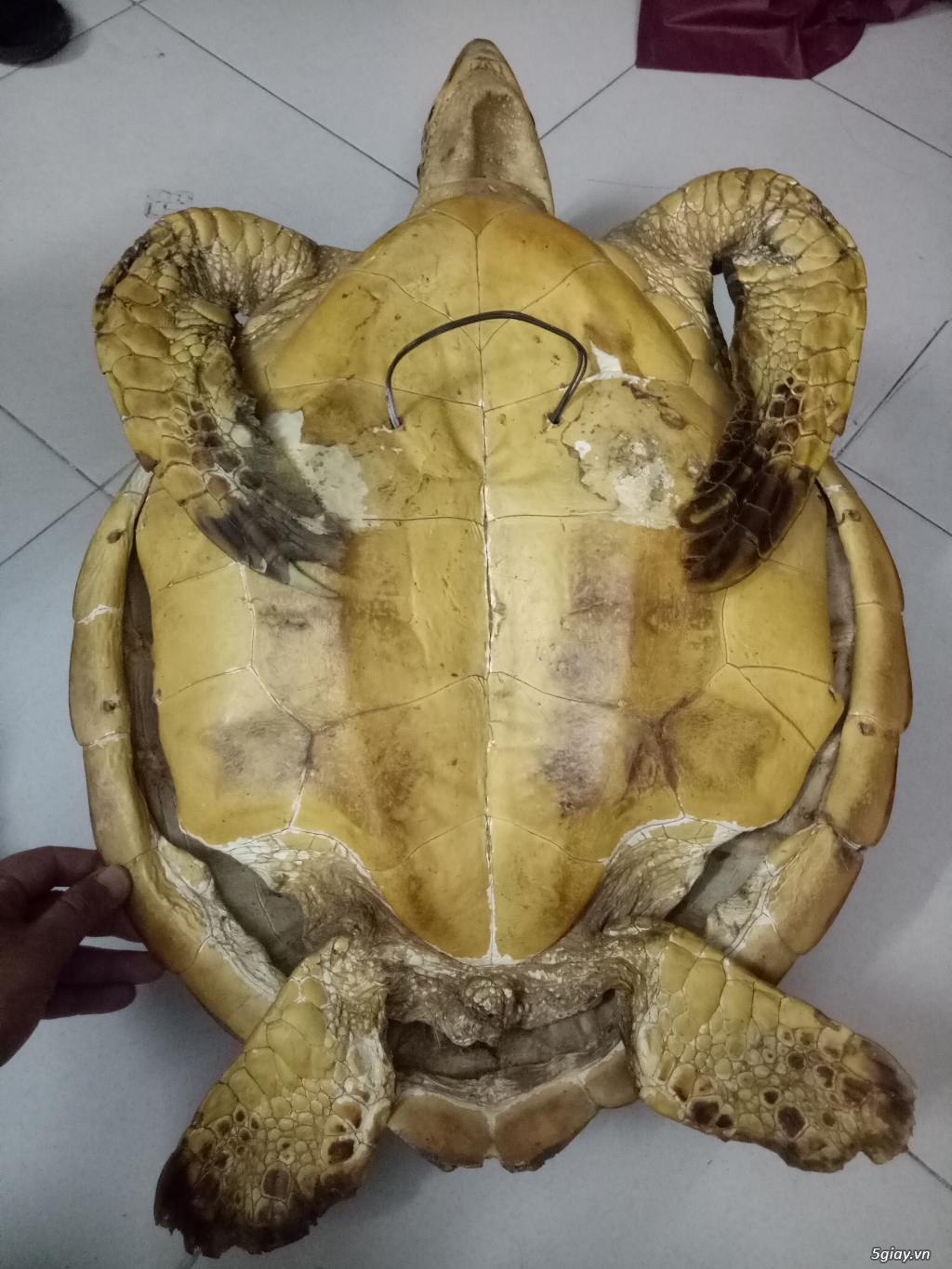 Trang sức phong thủy từ ngà voi và đá quý.Update liên tục - 4