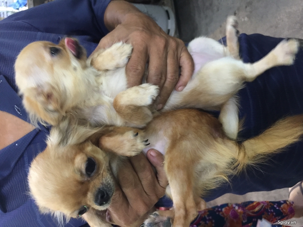 Chihuahua long dài - 4