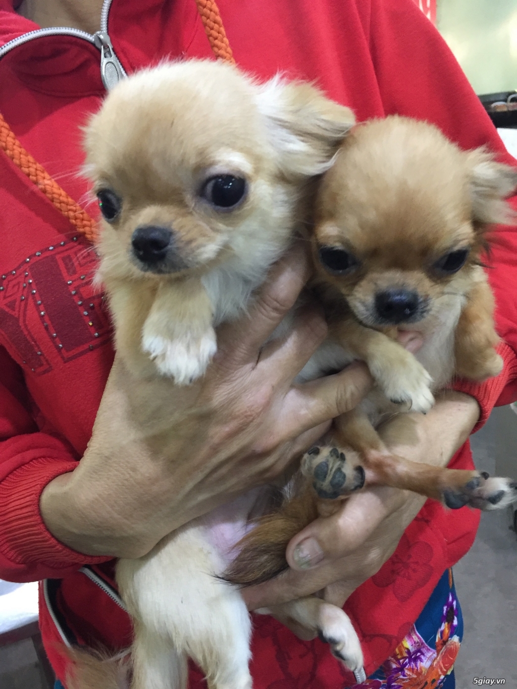 Chihuahua long dài
