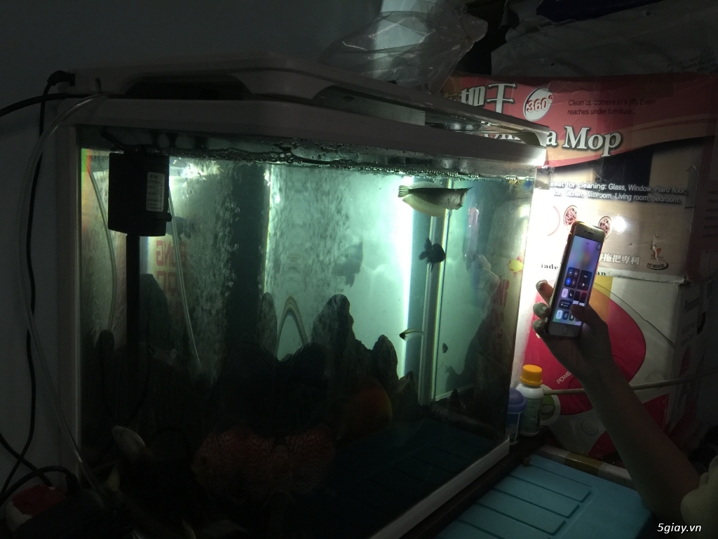 hồ cá đúc đẹp, full máy lọc và đèn cảm ứng - 2