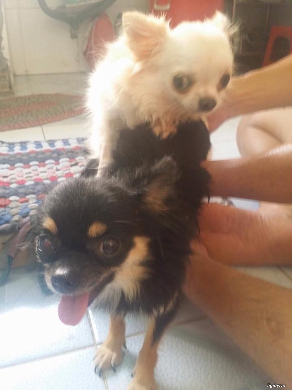 Chihuahua long dài - 5