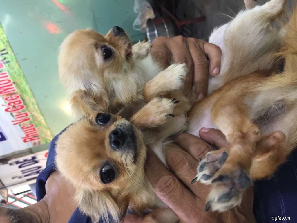 Chihuahua long dài - 3