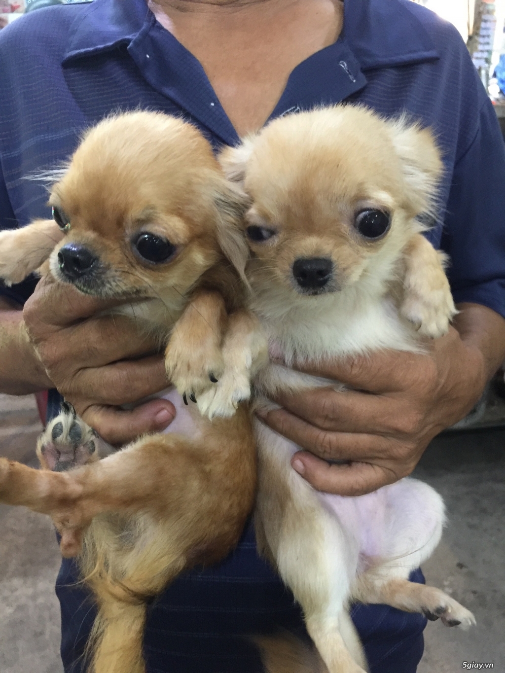 Chihuahua long dài - 7