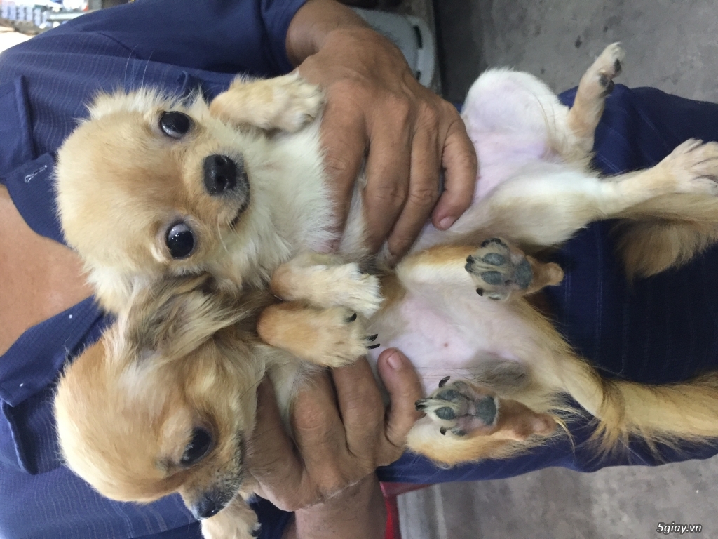 Chihuahua long dài - 9