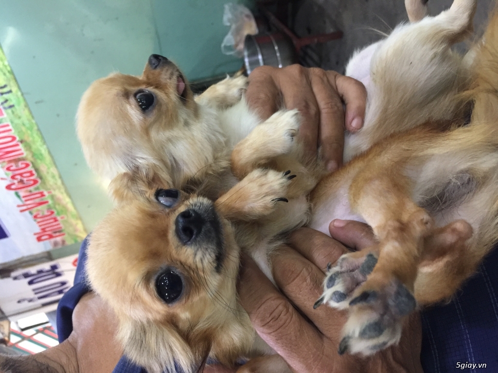 Chihuahua long dài - 1