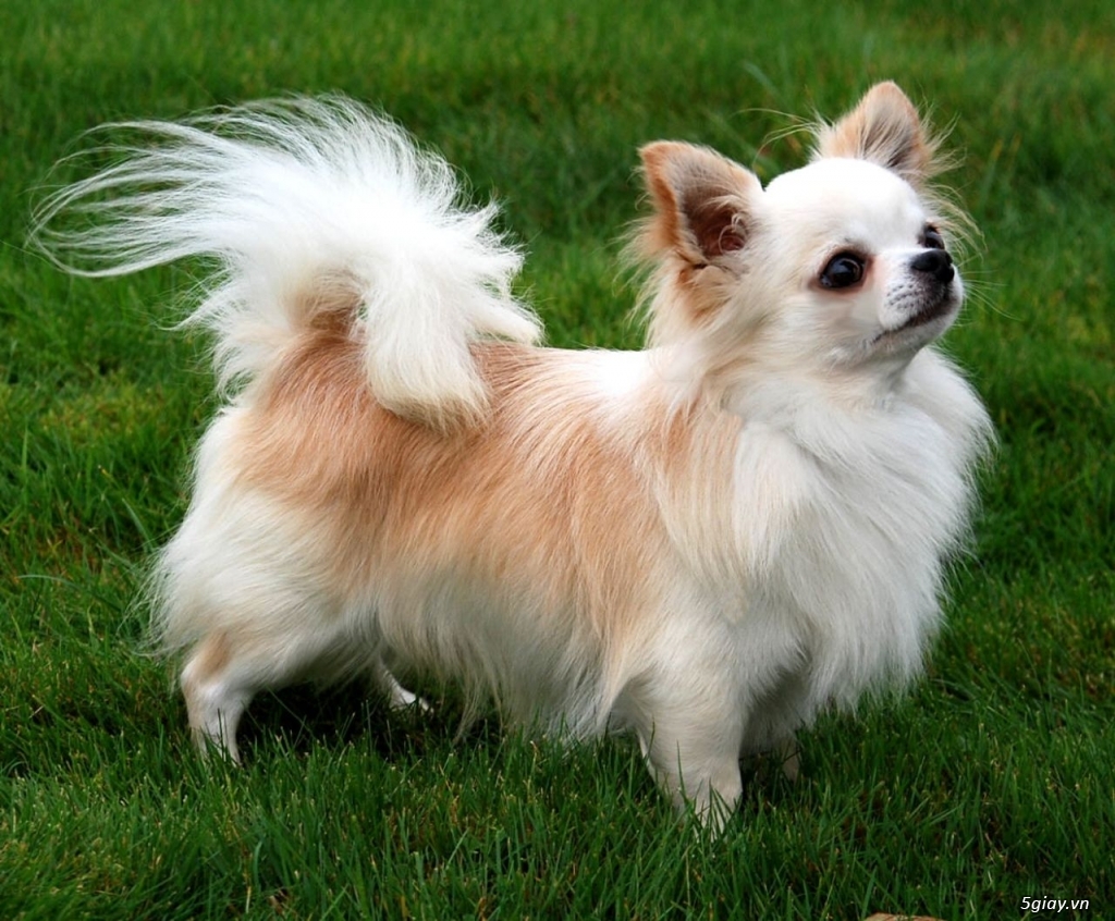 Chihuahua long dài đực