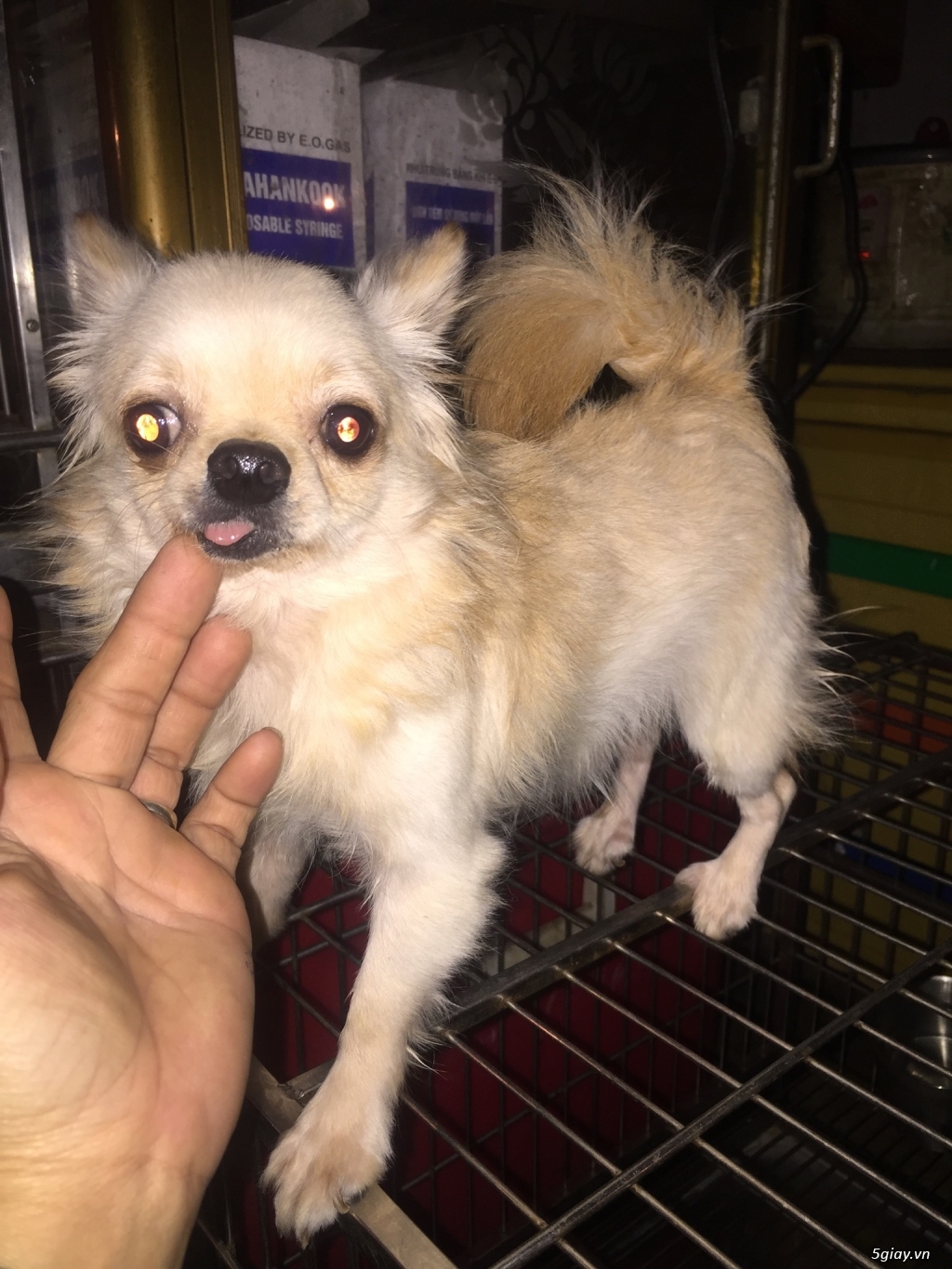 Chihuahua long dài đực - 2