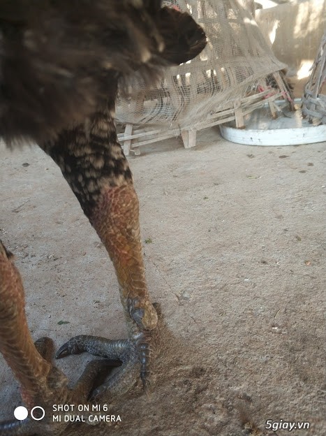 cung cấp gà chọi thua trận giá rẻ tại Hà Nội - 1