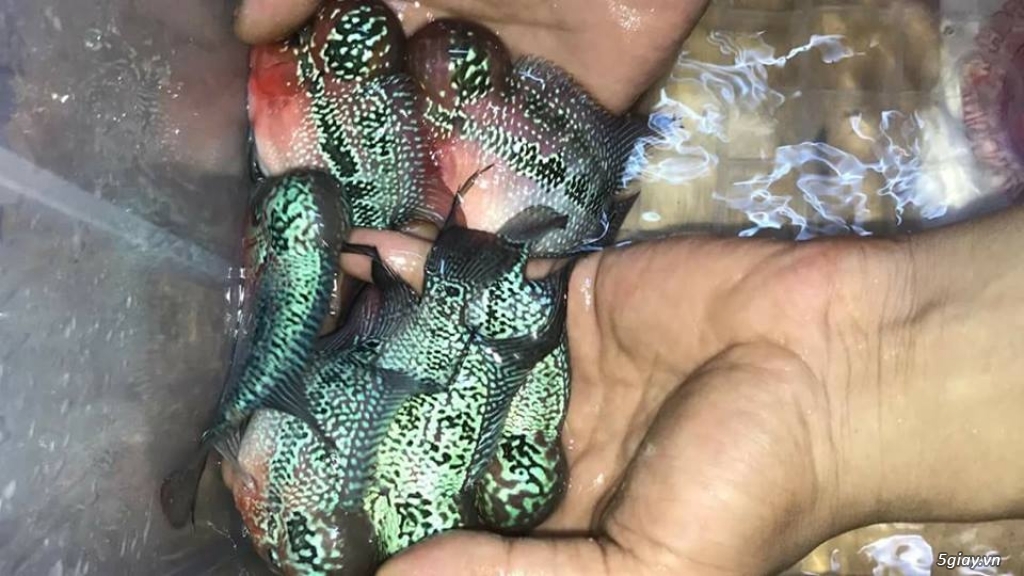 Bán Cá La Hán Đẹp Sài Gòn - 4