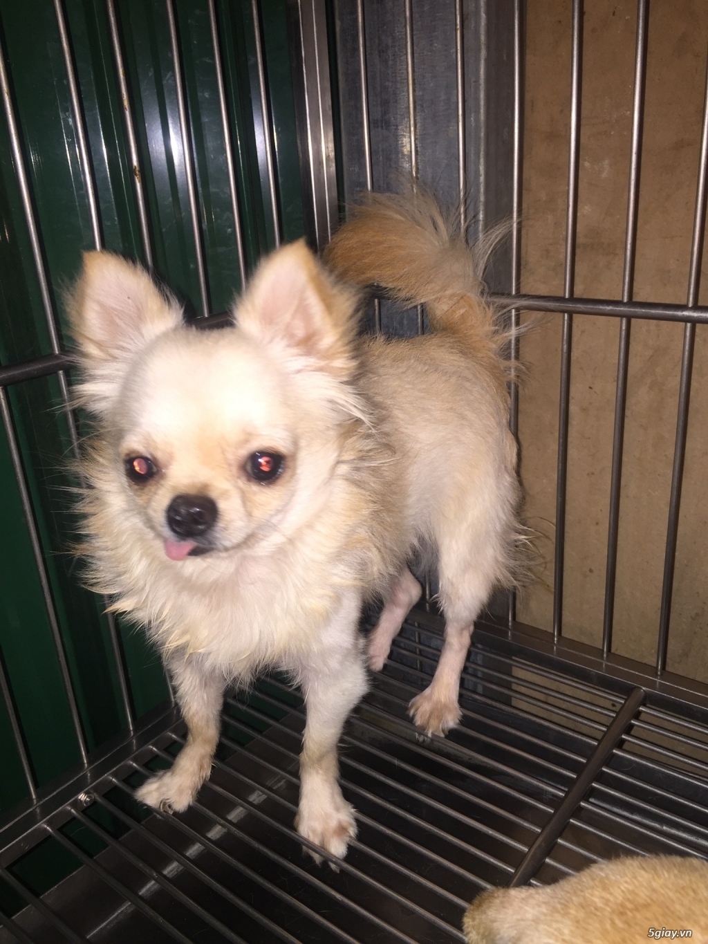 Chihuahua long dài đực - 5