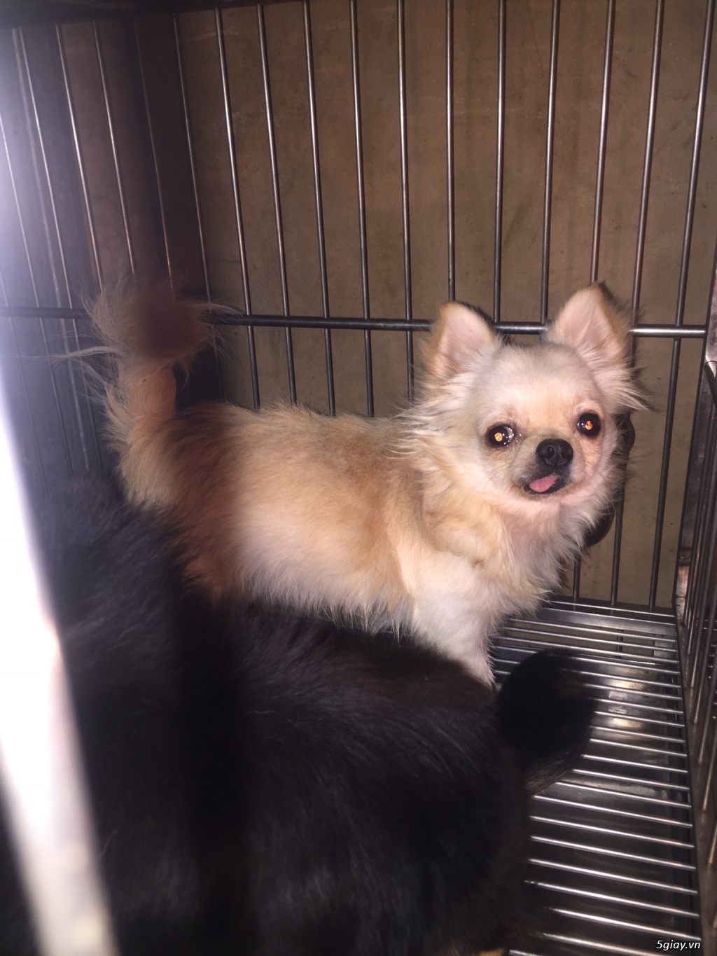 Chihuahua long dài đực - 4