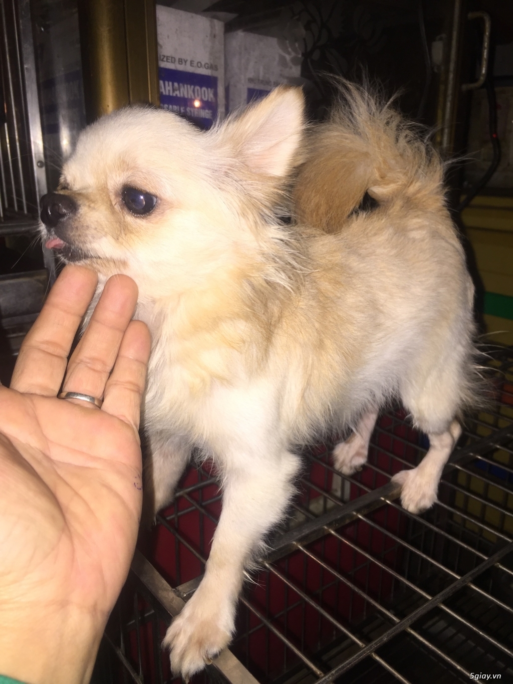 Chihuahua long dài đực - 1